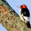 Red-headed Woodpecker